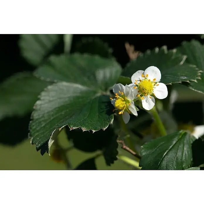 Piardino Erdbeere - Fragaria Ananassa 'Mieze Schindler', 1 Stk., Erntezeit: Juli - Nahaufnahme von Erdbeerblüten mit weißen Blütenblättern und gelben Staubgefäßen, umgeben von grünen Blättern.