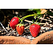 Piardino Erdbeere (Fragaria Ananassa 'Mieze Schindler', 1 Stk., Erntezeit: Juli) | BAUHAUS