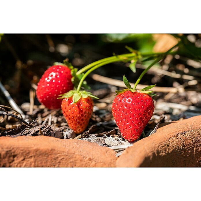 Piardino ErdbeereFragaria vesca var. semperflorens 'Elsanta'® Detail Shot