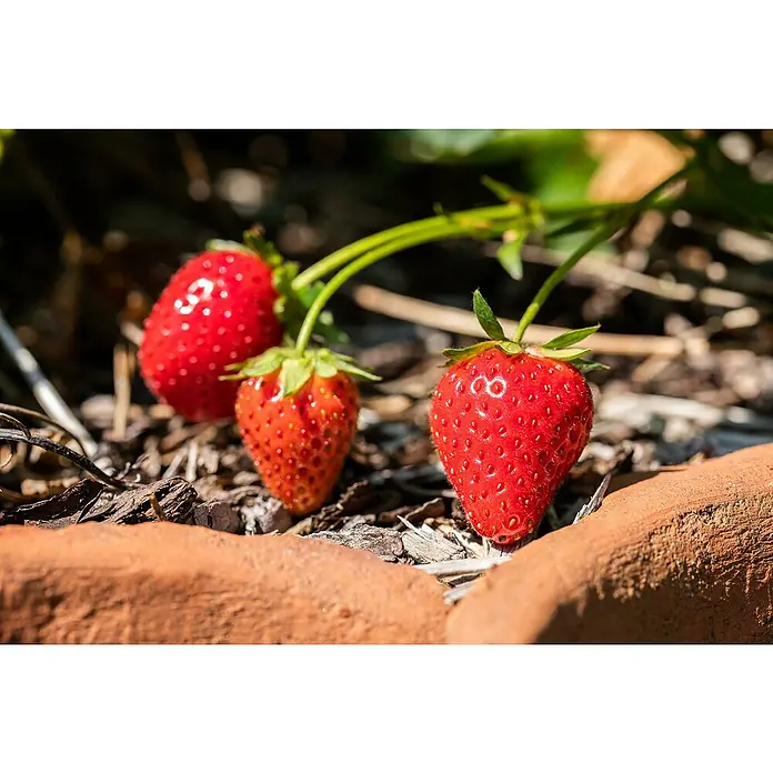 Piardino Erdbeere - Fragaria x ananassa 'Mieze Schindler', Erntezeit: Juli - Drei reife, leuchtend rote Erdbeeren im Garten, bereit zur Ernte. Die Früchte sind prall und saftig.