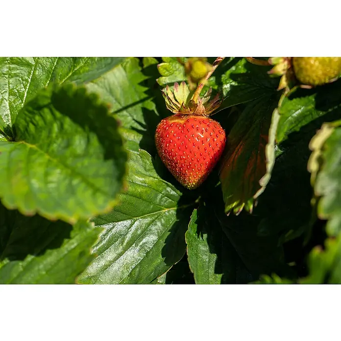 Piardino Erdbeere - Fragaria x ananassa 'Mieze Schindler', Erntezeit: Juli - Eine saftige Erdbeere leuchtet rot inmitten grüner Blätter. Der perfekte Genuss für den Sommer!