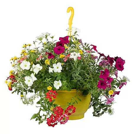 Piardino  Blumenampel Balkonpflanzen