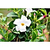 Piardino Dipladenia Pyramide (Dipladenia sanderi, Topfgröße: 17 cm, Weiß) | BAUHAUS