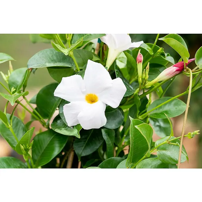 Piardino Dipladenia Pyramide - Dipladenia sanderi, Topfgröße: 17 cm, Weiß - Nahaufnahme einer strahlend weißen Mandevilla-Blüte mit leuchtend gelbem Zentrum, umgeben von sattgrünen Blättern und Knospen.