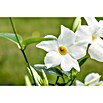 Piardino Dipladenia Pyramide (Dipladenia sanderi, Topfgröße: 17 cm, Weiß) | BAUHAUS