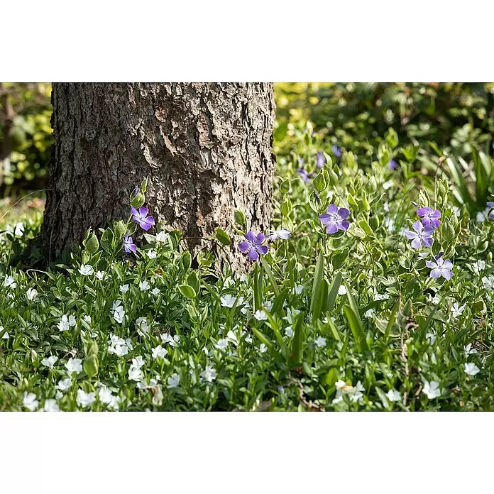 Piardino Kleinblättriges Immergrün 'Tricolour' - Vinca minor, Weiß/Blau - Kleine violette und weiße Immergrünblüten blühen inmitten von grünem Laub um den Stamm eines Baumes.