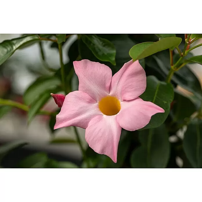 Piardino Dipladenia Ampel - Dipladenia sanderi Diamantina, Topfgröße: 20 cm, Rosa/Rot/Weiß - Detailaufnahme