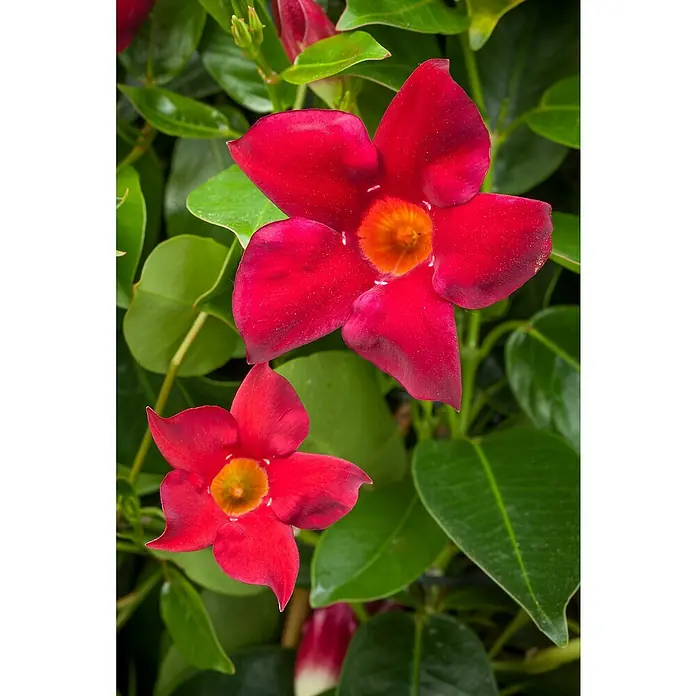 Piardino Dipladenia Pyramide - Dipladenia sanderi, Topfgröße: 19 cm, Rot - Nahaufnahme von zwei roten Mandevilla-Blüten mit gelben Zentren und grünen Blättern. Die Blüten sind der Fokus des Bildes.