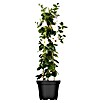 Piardino Dipladenia Pyramide (Dipladenia sanderi, Topfgröße: 17 cm, Weiß) | BAUHAUS