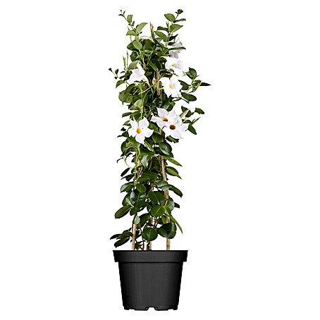 Piardino Dipladenia Pyramide (Dipladenia sanderi, Topfgröße: 17 cm, Weiß)