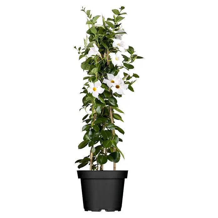Piardino Dipladenia Pyramide - Dipladenia sanderi, Topfgröße: 17 cm, Weiß - Eine Mandevilla-Kletterpflanze mit strahlend weißen Blüten und glänzend grünen Blättern windet sich elegant an einer Rankhilfe empor.