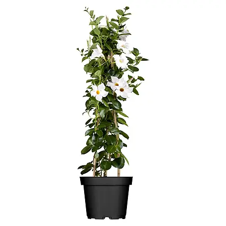 Piardino  Dipladenia Pyramide
