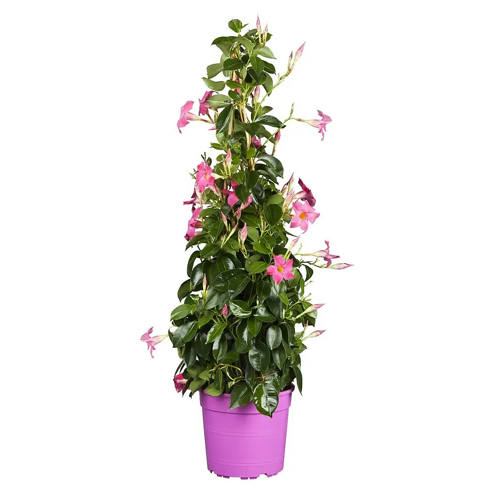 stecker blumenkasten Blumenstecker Glockenblumen Blumen Rost Deko Stecker Gartendeko Stab B