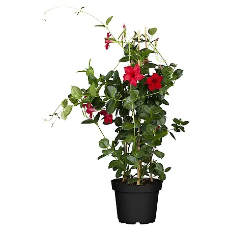 Piardino  Dipladenia Pyramide
