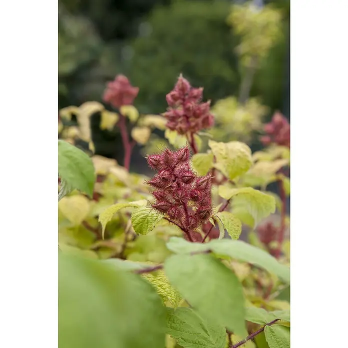 Piardino Japanische Weinbeere - Rubus phoenicolasius, Topfgröße: 19 cm, Erntezeit: Juli - Nahaufnahme einer blühenden Lachsbeere mit ihren stacheligen, roten Blütenständen und den hellgrünen Blättern im diffusen Tageslicht.