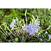 Vinca minor 19  i.S.gem. knospig