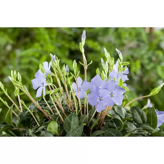 Piardino Kleinblättriges Immergrün - Vinca minor, in Farben gemischt, Topfgröße: 19 cm - Stimmungsaufnahme