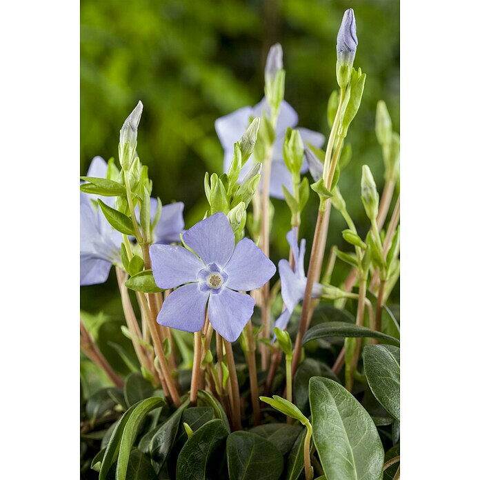 Vinca minor 13  mit bedruckten Topf