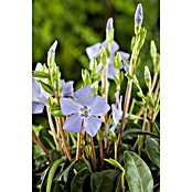 Vinca minor 13  mit bedruckten Topf