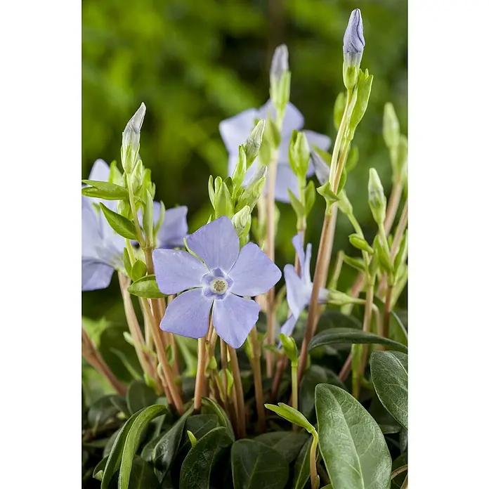 Piardino Kleinblättriges ImmergrünVinca minor, Blau - Nahaufnahme der Blüten und Blätter einer Immergrünpflanze, die ihre zarten blauen Blüten und das üppige grüne Laub zur Schau stellt.