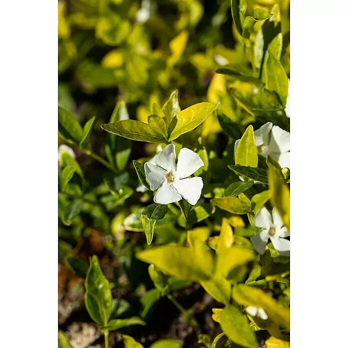 Piardino Kleinblättriges Immergrün - Vinca minor, Weiß - Stimmungsaufnahme