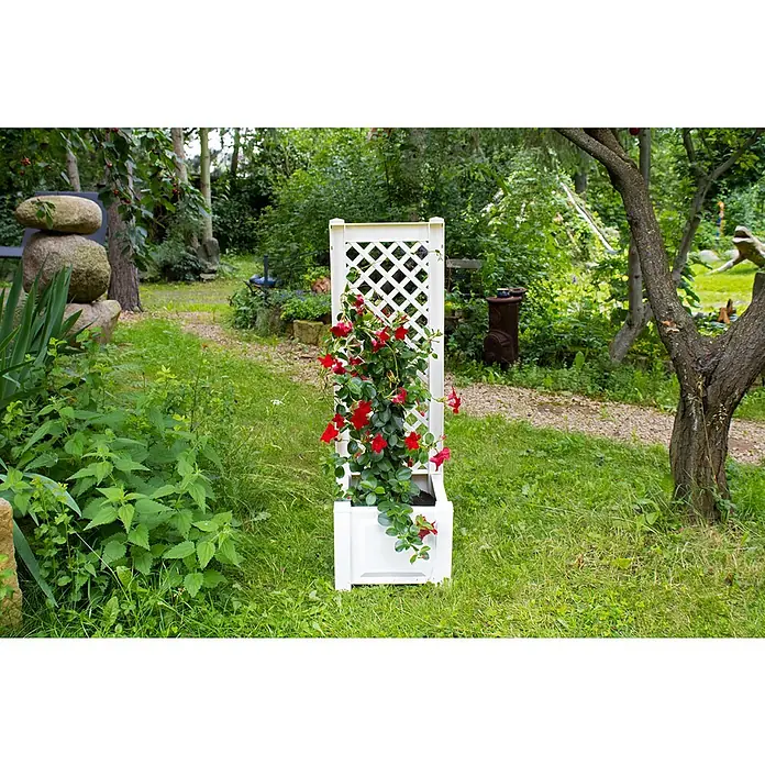 KHW Pflanzkasten - Außenmaß (L x B x H): 43 x 43 x 140 cm, Kunststoff, Weiß, Mit Rankgitter - Weißes Spalier mit roten Blüten in einem Garten. Das Spalier dient als Rankhilfe für die blühende Pflanze und setzt einen Farbakzent.