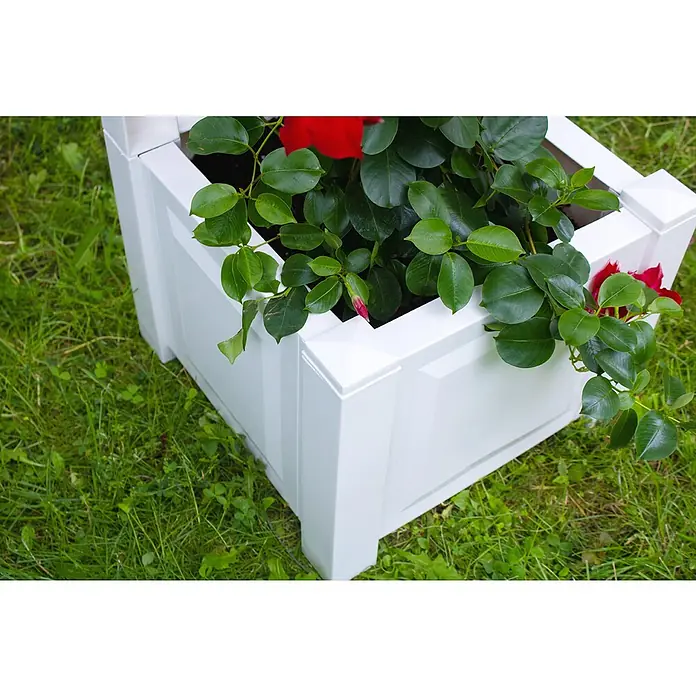 KHW Rosenbogen - Weiß, 174 x 43 x 207 cm, Ausstattung: 2 Pflanzkästen - Nahaufnahme eines weißen Pflanzgefäßes mit üppigen grünen Blättern und roten Blüten, das einen eleganten und natürlichen Touch verleiht.
