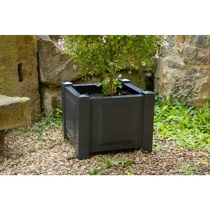 KHW Pflanzkasten - Außenmaß (L x B x H): 43 x 43 x 41 cm, Kunststoff, Anthrazit - Ein quadratischer, anthrazitfarbener Pflanzkübel mit einer üppigen Pflanze darin, die mit zarten, hellen Blüten übersät ist, steht im Garten.