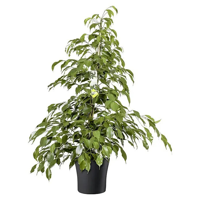 Soendgen Keramik Übertopf rund Tahiti - Max. Außendurchmesser: 28 cm, Anthrazit - Zimmerpflanze: Ein prächtiger Ficus Benjamina im Topf, mit glänzenden, grünen Blättern und einem dekorativen Etikett am Stamm.