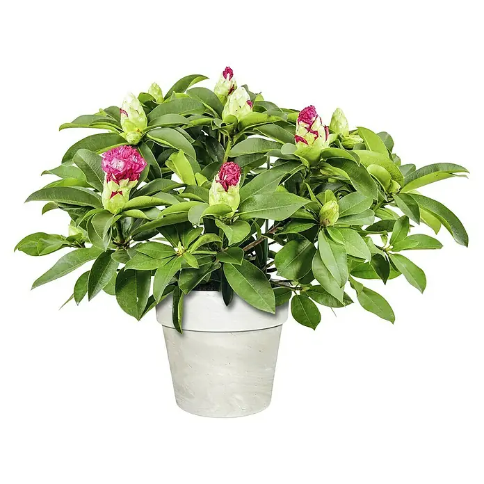 Pflanztopf Calima - Auenma ( x H): 21 x 20 cm, Naturmaterialien, Granit  online kaufen bei BAUHAUS