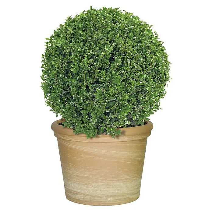 Pflanztopf - Max. Außendurchmesser: 32 cm, Höhe: 24 cm, Naturmaterialien, Terracotta - Immergrüner Buchsbaum in einem Terrakottatopf. Der kugelförmige Buchsbaum ist eine stilvolle Dekoration für Haus und Garten.