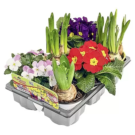 Piardino  Frühlingsblumenzwiebel-Mix