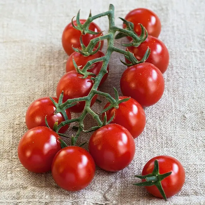 Piardino Cocktailtomate - Solanum lycopersicum 'Solena® Sweet Red', 12 cm, Erntezeit: Juli - Eine Nahaufnahme von reifen, roten Kirschtomaten an einem grünen Stiel, liegend auf einem beigen Stoff. Die Tomaten wirken frisch und saftig.