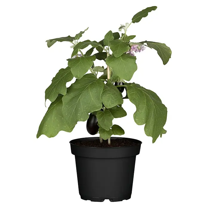 Piardino Aubergine Bio - Solanum melongena 'Madonna', 12 cm, Erntezeit: Juli - Das Bild zeigt eine Aubergine 'Ophelia' Pflanze in einem schwarzen Topf mit großen grünen Blättern und violetten Blüten.