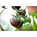 Piardino Tomate Bio 