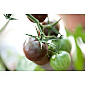 Piardino Tomate Bio (Lycopersicon esculentum 'Kakao', 12 cm, Erntezeit: Juli) | BAUHAUS
