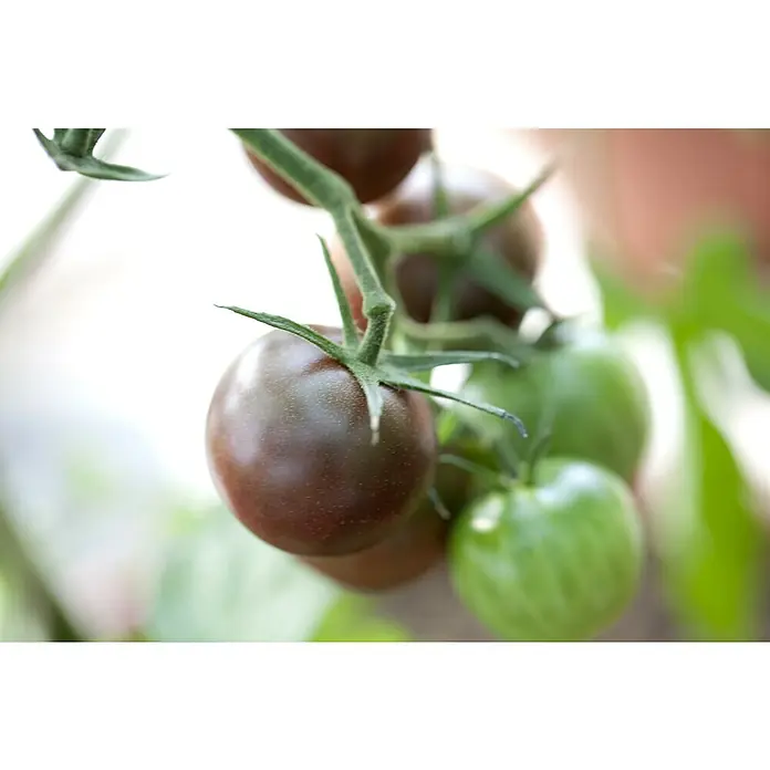 Piardino Tomate Bio - Lycopersicon esculentum 'Kakao', 12 cm, Erntezeit: Juli - Nahaufnahme von einer Rispe mit reifen dunklen und unreifen grünen Cherrytomaten, die an einem Strauch im Garten wachsen.