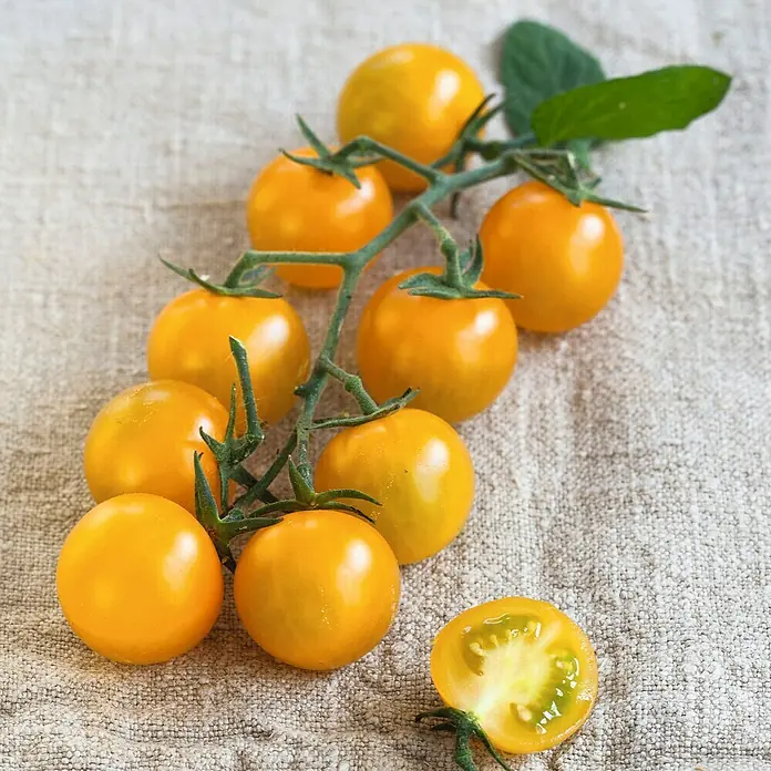 Piardino Cocktailtomate Bio - Solanum lycopersicum 'Solena® Sweet Yellow', 12 cm, Erntezeit: Juli - Ein Zweig mit gelben Kirschtomaten liegt auf einem hellen Untergrund. Eine Tomate ist halbiert und zeigt das grüne Innere.