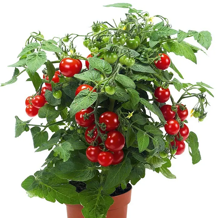 Piardino Mini-Tomate - Solanum lycopersicum 'Strongboy' F1, Topfgröße: 12 cm, Erntezeit: Juli - Ein üppiger Cherrytomatenstrauch in einem Topf, voller roter und grüner Tomaten, ideal für den Balkon oder die Fensterbank.