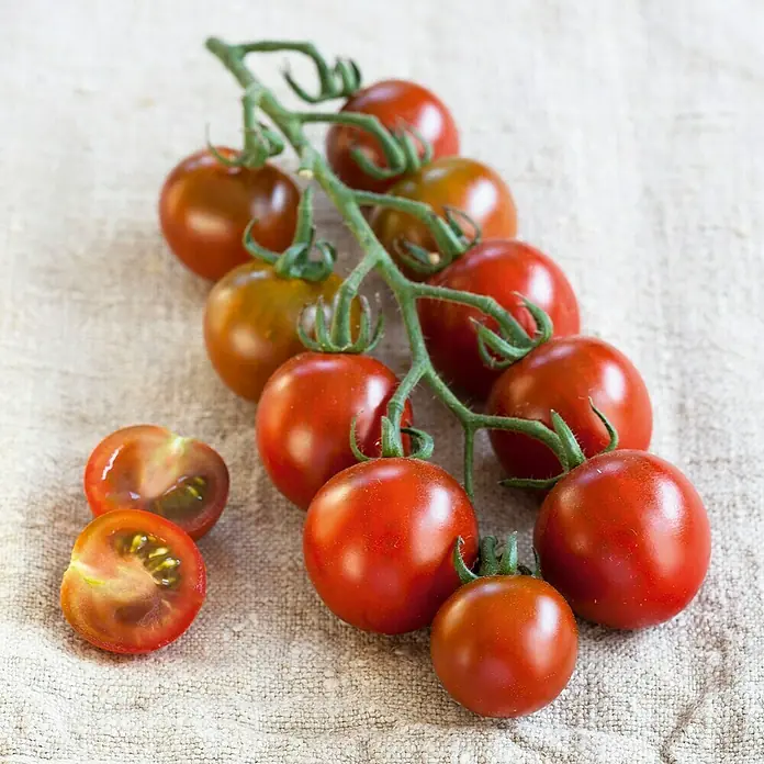 Piardino Tomate Bio - Solanum lycopersicum 'Solena® Sweet Choco', 11 cm, Erntezeit: Juli - Frische Kirschtomaten am Zweig, leuchtend rot und saftig, liegen auf einem hellen Leinentuch. Eine halbe Tomate zeigt das fruchtige Innere.
