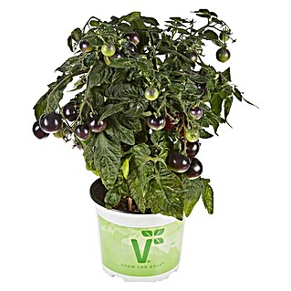 Piardino Mini-Tomate Bio (Solanum lycopersicum 'Purple Boy', Topfgröße: 12 cm, Erntezeit: Juli - Oktober)