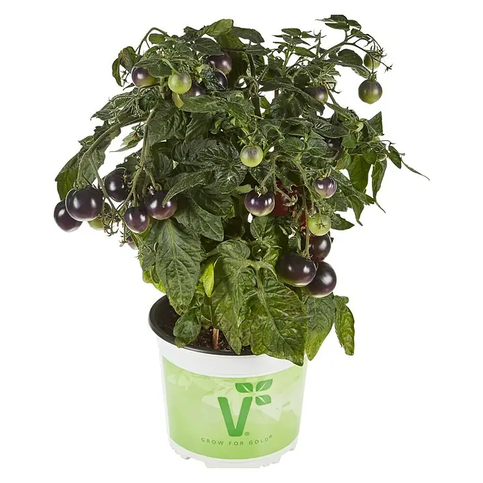 Piardino Mini-Tomate Bio - Solanum lycopersicum 'Purple Boy', Topfgröße: 12 cm, Erntezeit: Juli - Ein Topf mit einer Pflanze der Black Galaxy Tomate, die an ihren Zweigen reife, dunkle Früchte trägt.