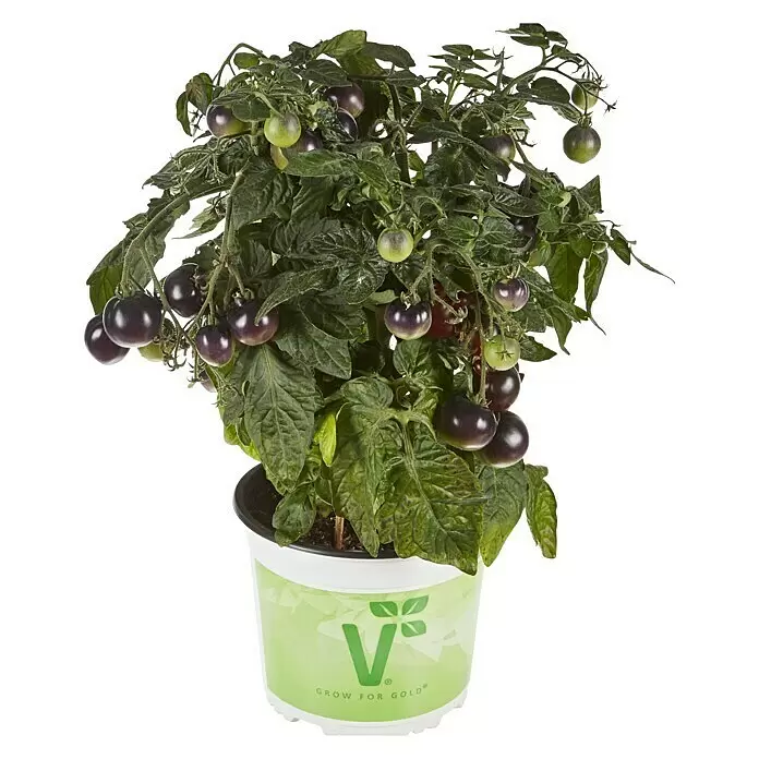 Piardino Mini-Tomate BioSolanum lycopersicum 'Purple Boy', Topfgröße: 12 cm, Erntezeit: Juli