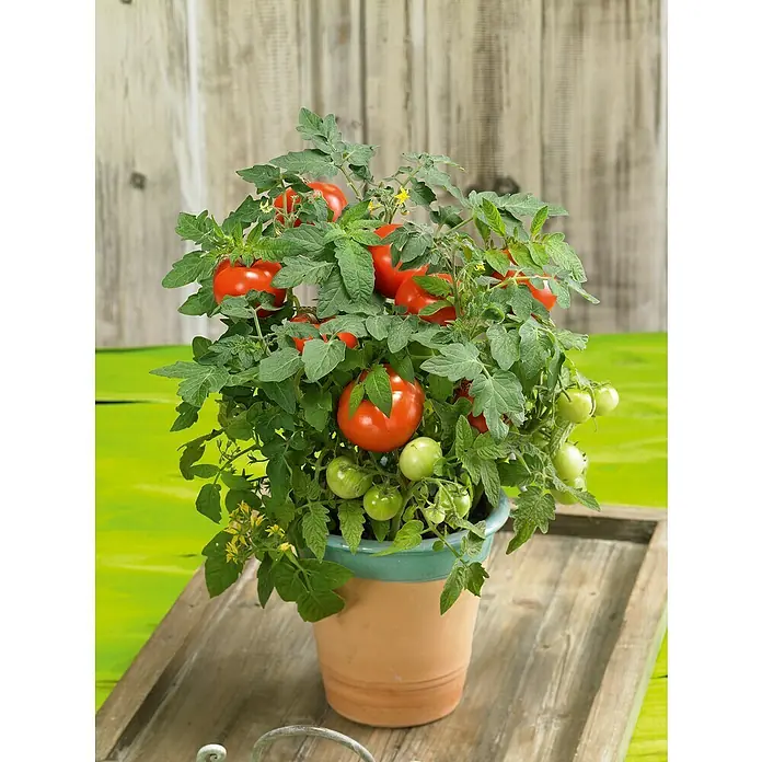 Piardino Mini-Tomate - Solanum lycopersicum 'Verino' F1, Topfgröße: 12 cm, Erntezeit: Juli - Nahaufnahme einer Topfpflanze mit reifen roten Tomaten und einigen grünen, die auf einem Holztablett vor einer Holzwand steht.