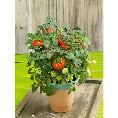Piardino  Mini-Tomate
