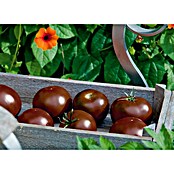 Piardino Tomate Bio (Lycopersicon esculentum 'Kakao', 12 cm, Erntezeit: Juli) | BAUHAUS