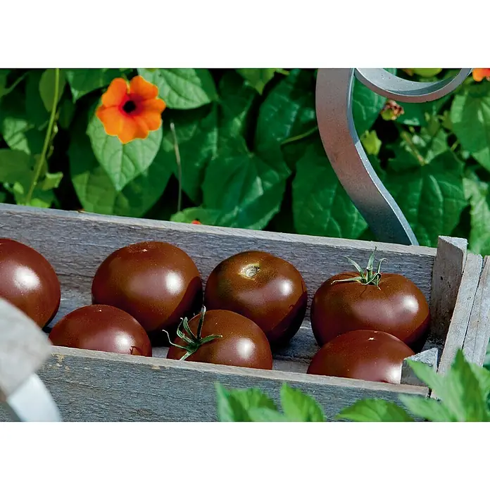 Piardino Tomate Bio - Lycopersicon esculentum 'Kakao', 12 cm, Erntezeit: Juli - Eine Holzkiste gefüllt mit reifen, braunen Tomaten, die im Garten geerntet wurden.