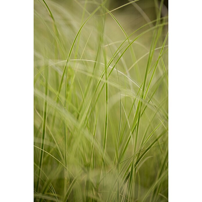 Piardino Ziergras (Carex brunnea 'Variegata', Topfgröße: 19 cm) | BAUHAUS