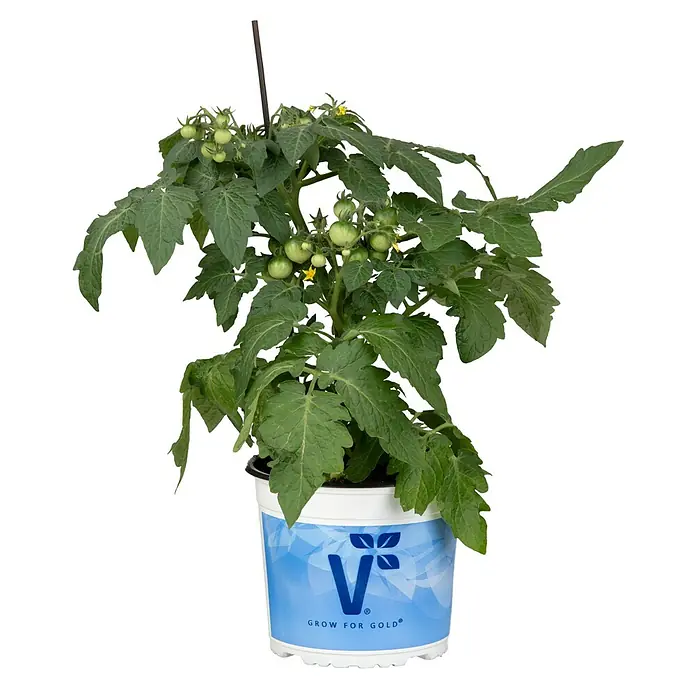 Piardino Tomate Verino - Lycopersicon lycopersicum, 19 cm, Erntezeit: Juli - Nahaufnahme einer Topfpflanze mit unreifen Tomaten und dem "V Grow for Gold"-Logo, ideal für den Garten oder Balkon.