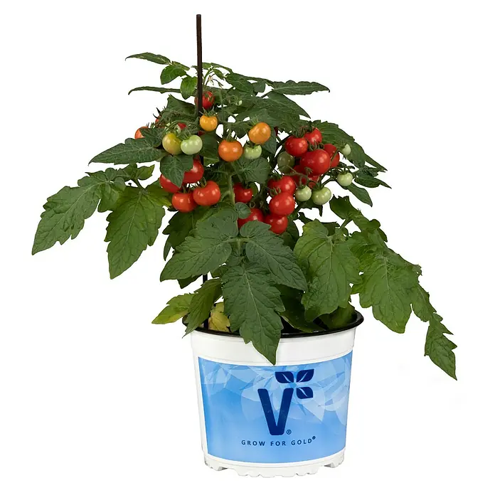 Piardino Tomate Verino - Lycopersicon lycopersicum, 19 cm, Erntezeit: Juli - Ein Topf mit einer gesunden Tomatenpflanze, die mit reifen, roten und einigen unreifen, grünen Tomaten geschmückt ist, ideal für den Anbau zu Hause.